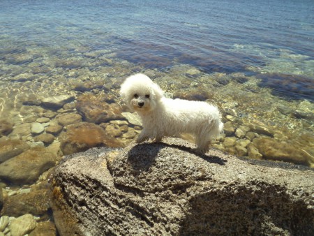 Я бишон - мне море по колено